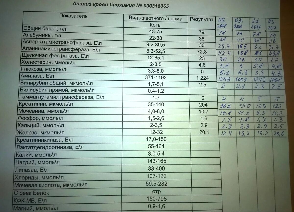 Общий белок повышен у кошки. Биохимия крови анализ. Биохимия анализ крови норма. Биохимия крови хлориды. Биохимический анализ крови показатели нормы.