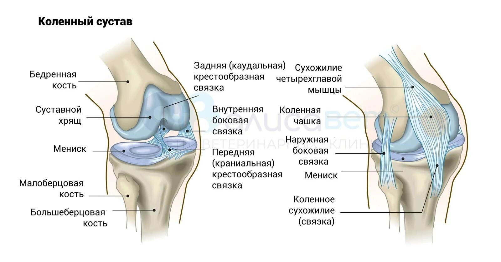 Строение колена у человека