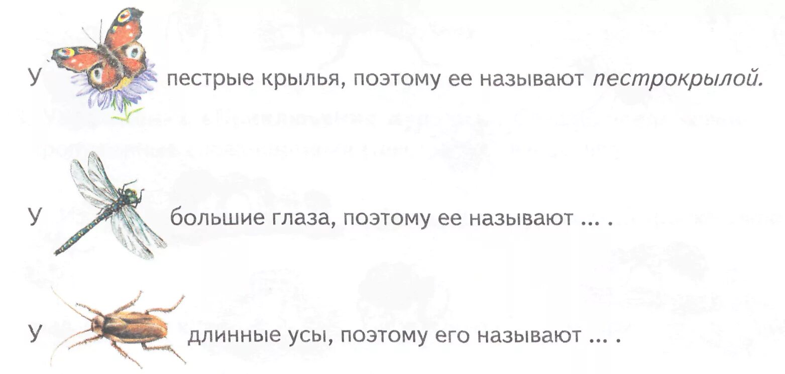 Занятие по развитию речи тема насекомые. Насекомые задания. Насекомые задания для дошкольников. Насекомые логопедия. Насекомые логопедическое занятие.