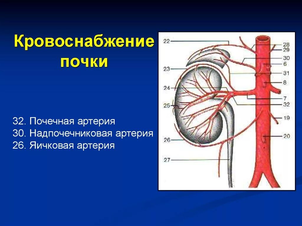 Сосуды почки анатомия. Кровоснабжение почки почечная артерия. Кровоснабжение почки схема. Кровоснабжение почки анатомия артерии. Артерии яичка