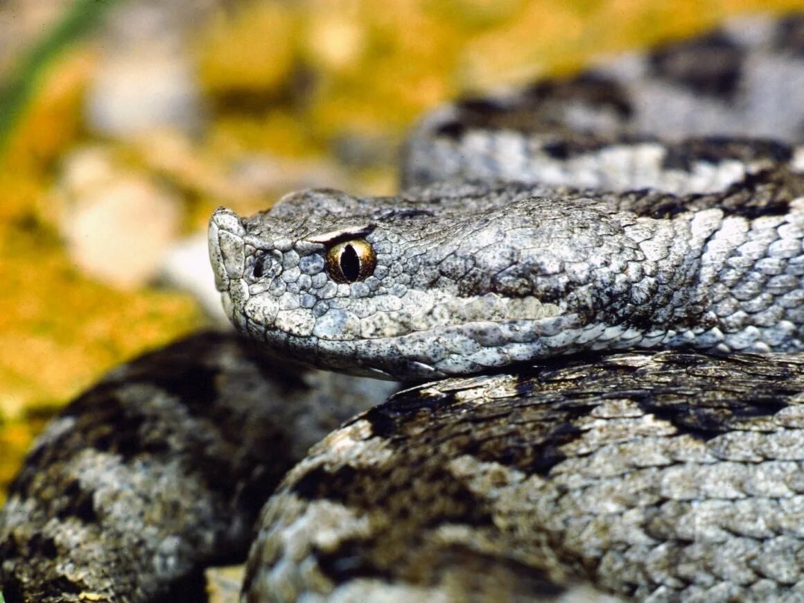 Семена гадюка. Гадюка Никольского (Vipera nikolskii). Гадюка армянская (Vipera xanthina). Степная гадюка. Среднеазиатская гадюка.