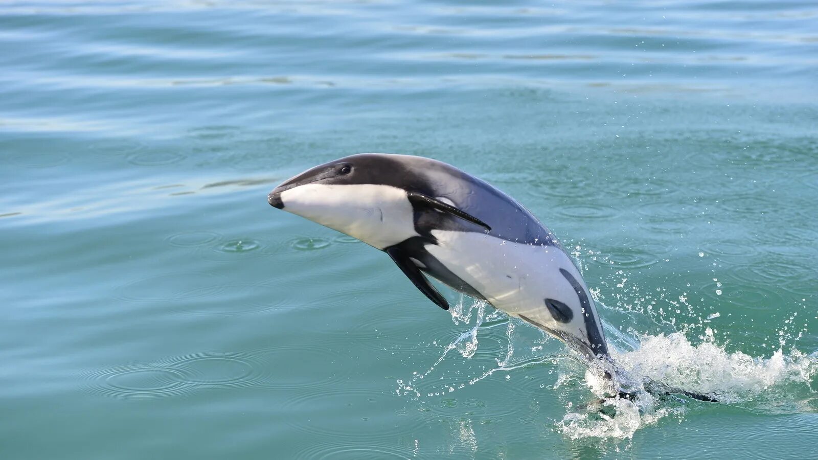 Белобокий дельфин из красной книги. Дельфин мауи. Cephalorhynchus commersonii. Дельфи́н коммерсо́на. Гектор мауи дельфин.