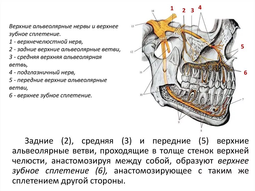 Верхние и нижние каналы. Альвеолярные нервы верхней челюсти. Нижний альвеолярный нерв иннервирует. Верхнечелюстной нерв в иннервации зубов. Иннервация верхнечелюстной пазухи.