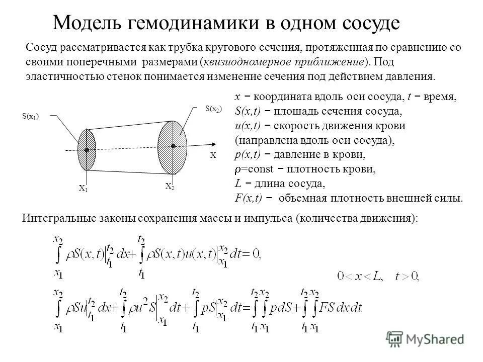 Суммарная площадь поперечного сечения сосудов максимальна. Суммарная площадь поперечного сечения сосудов максимальна