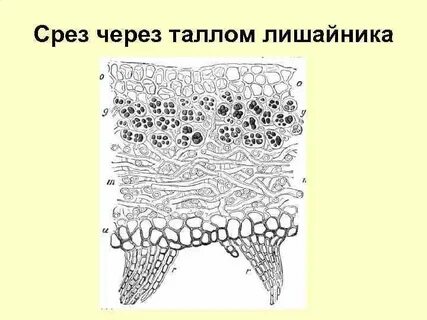 Срез через