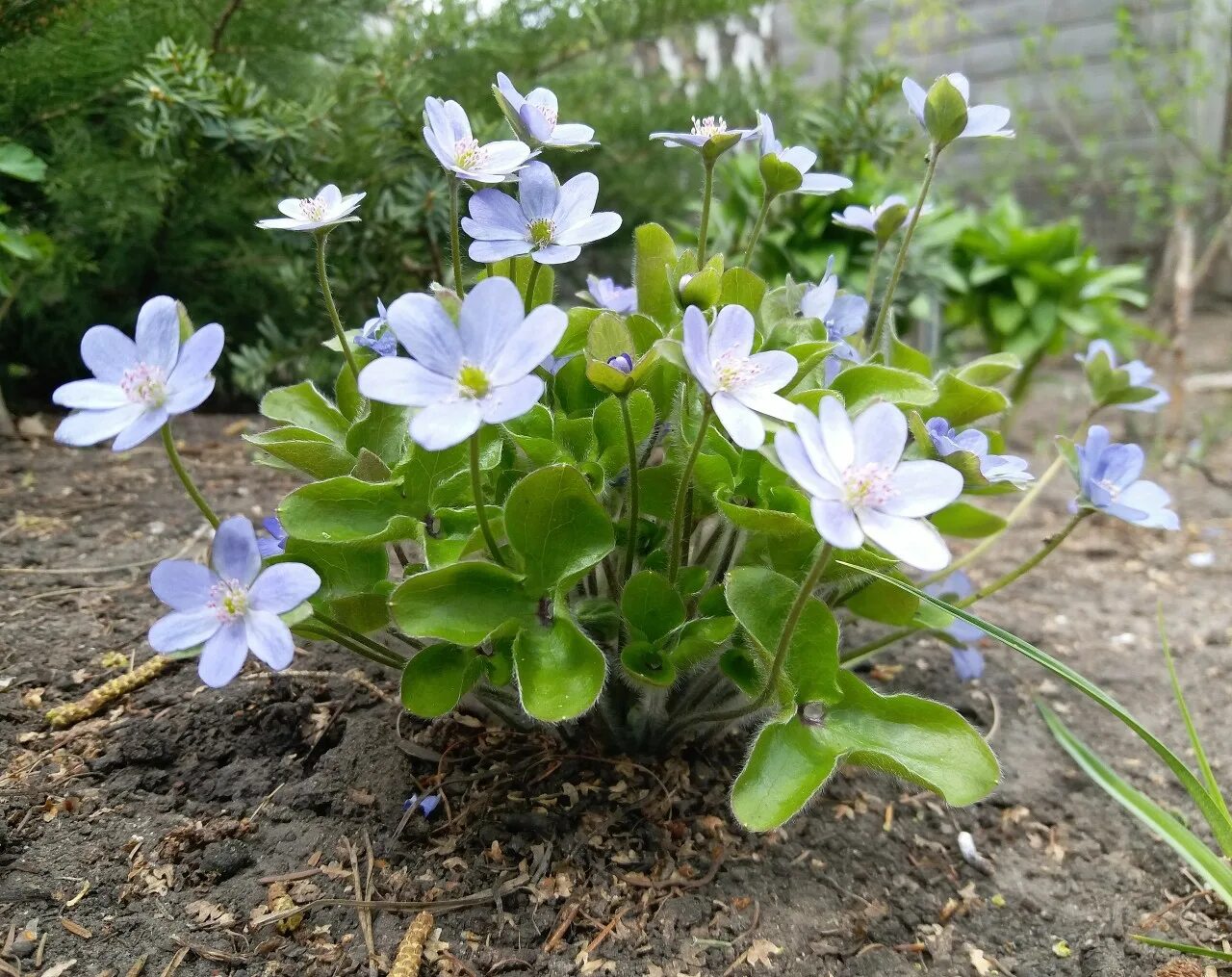 Печеночница. Печеночница благородная (hepatica nobilis). первоцвет печеночница. печеночница merlin. печеночница азиатская.