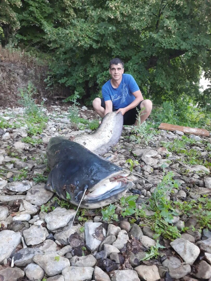 Турк ру сом 12. Сом рыба. Улов сомов. Сом 12 кг. Пензенский Рыбак выловил сома большого.