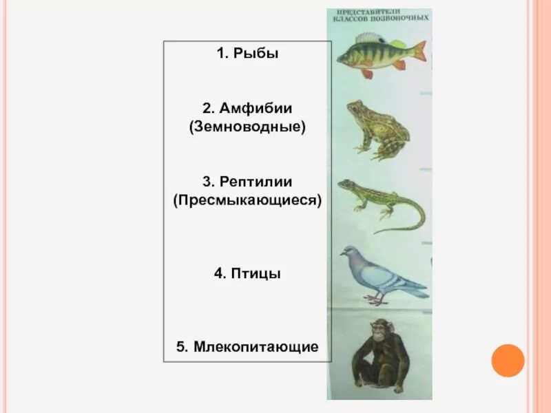 Хронологическая последовательность групп животных. Рыбы земноводные пресмыкающиеся птицы млекопитающие. Рыбы земноводные пресмыкающиеся. Рыбы, земноводные, птицы, рептилии (пресмыкающиеся) и млекопитающие (. Рыбы амфибии пресмыкающиеся.