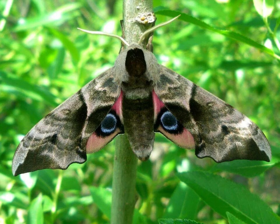 Бражник это кто. Бражник глазчатый. Глазчатый Бражник бабочка. Бражник глазчатый (Smerinthus ocellatus). Бабочка Бражник Бражник глазчатый.
