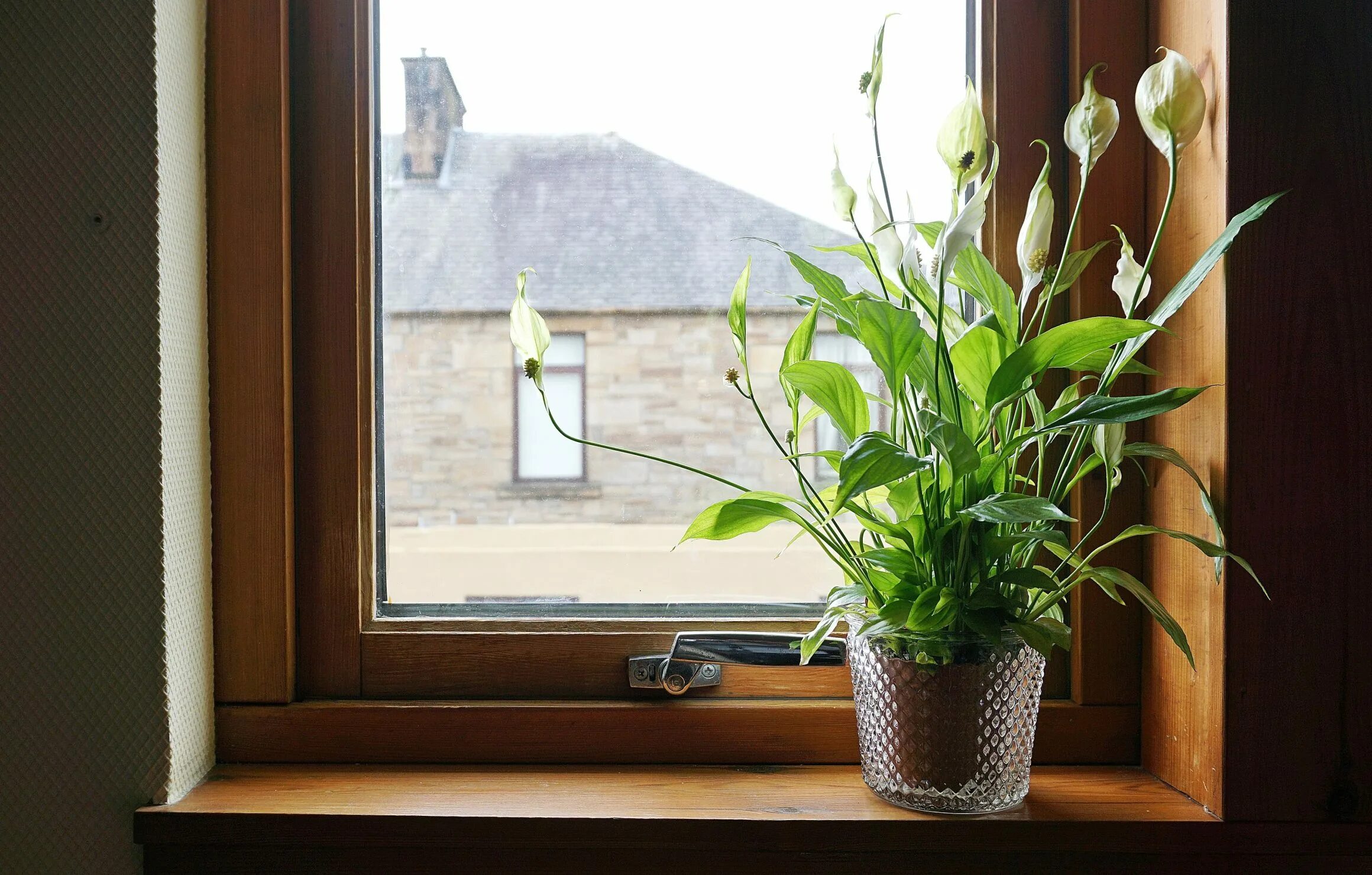 Растения на подоконнике. Комнатные растения на подоконнике. Цветы в квартире. Домашние цветы на окне.