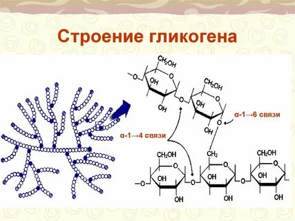 Гликоген в организме человека
