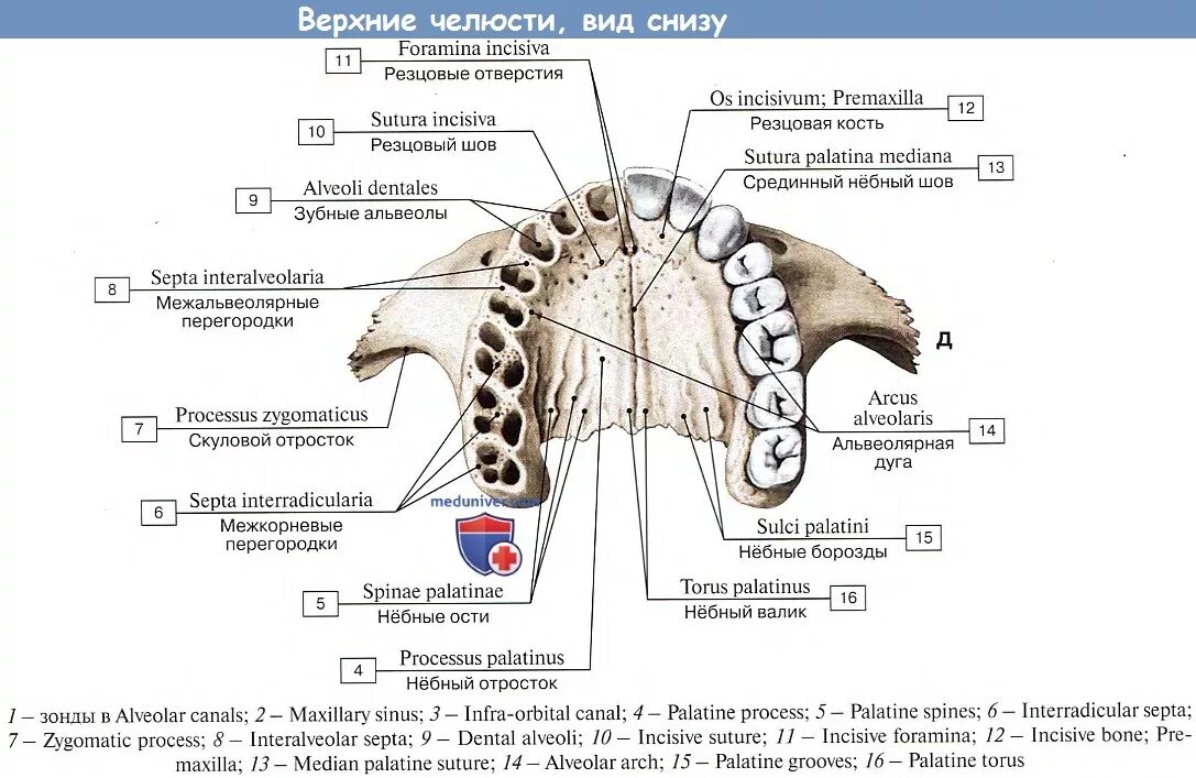 Отросток верхней челюсти латынь. Небный отросток верхней челюсти. строение верхней челюсти снизу. верхняя челюсть анатомия небный отросток. верхняя челюсть анатомия строение вид снизу.