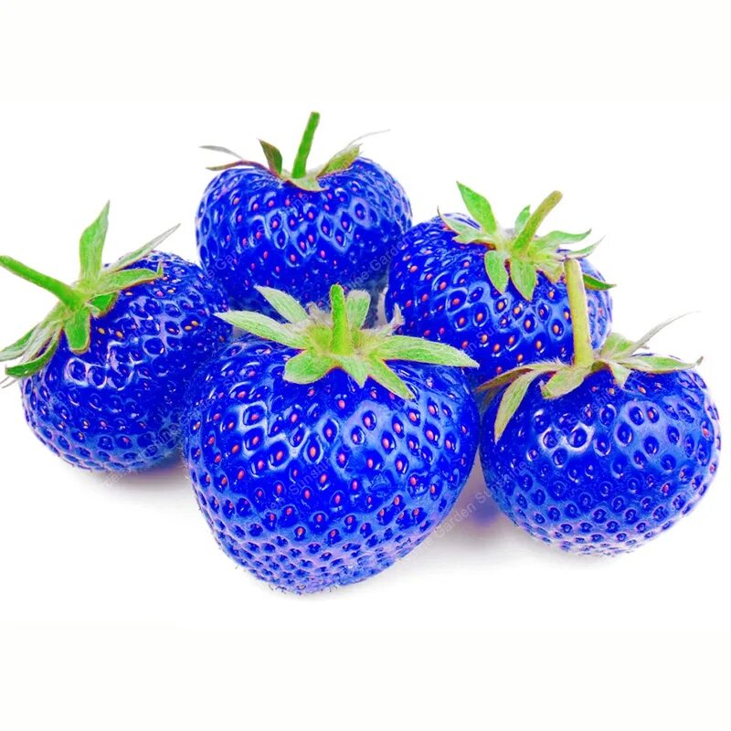 Голубая клубника. Голубая клубника. Клубника синего цвета. Blue strawberry. Голубая клубника.