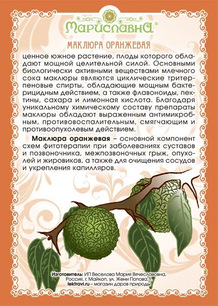 Адамово яблоко рецепт настойки. Маклюра адамово яблоко для суставов. Крымский плод маклюра. Масло маклюры. Адамова яблока для суставов.