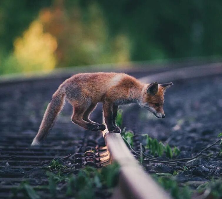 Фотограф конста пункка konsta punkka. Следуй животных. Фотовыставка бездомных животных. Латы для собак. Лисы в лесу.