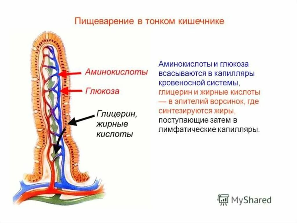 В тонкой кишке происходит всасывание в кровь. Всасывание питательных веществ в кишечнике 8 класс. Схему всасывания веществ в тонком кишечнике. Переваривание и всасывание в тонком кишечнике. Пищеварительная система человека кишечная Ворсинка.