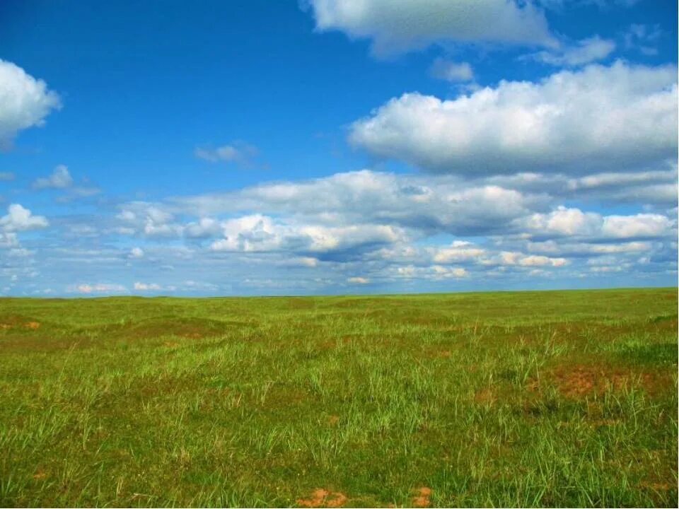 Зона степей 4 класс. Зона степей россии 4 класс окружающий мир. Природные зоны россии степь растительный мир. Природные зоны россии степи растения. Степь презентация.