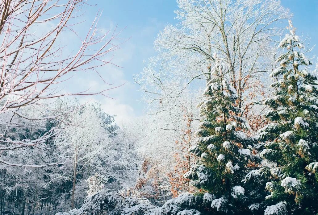 Где морозы и ели. Зимний лес. Деревья в снегу. Зимняя природа. Ель в снегу.