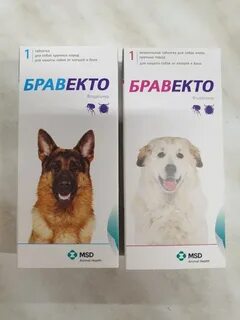 Защита собак от клещей народными средствами