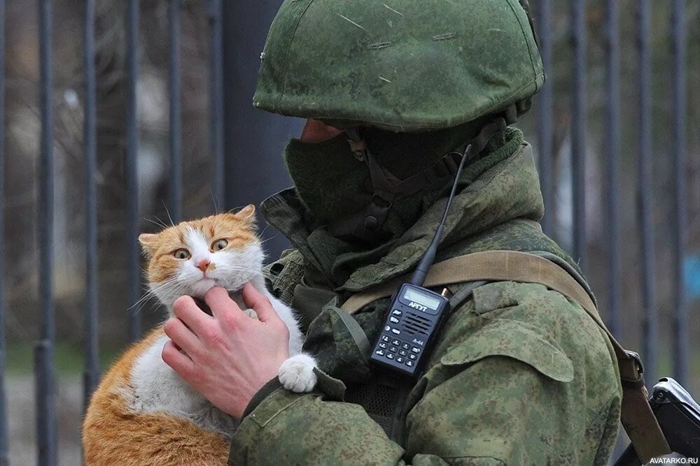 Кот военный. Котик солдат. Вежливые люди. Кот спецназ.