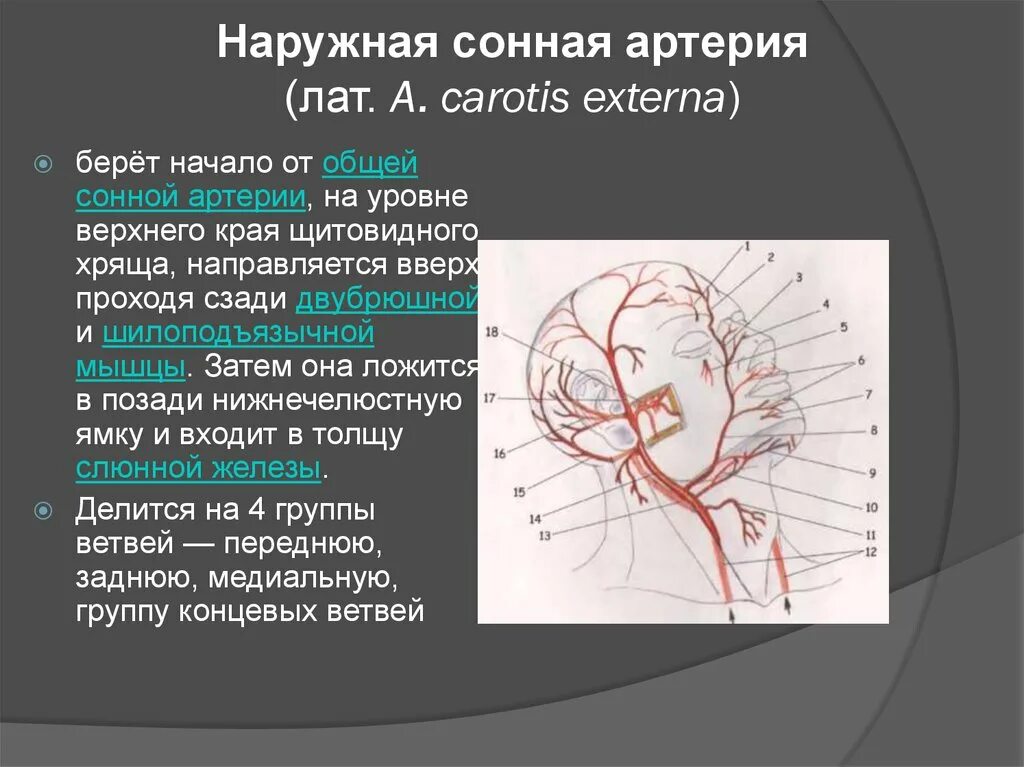 Наружная сонная артерия где. Наружная Сонная артерия кровоснабжает. Левая Сонная артерия кровоснабжает. Синтопия наружной сонной артерии. Наружная и внутренняя Сонная артерия анатомия.