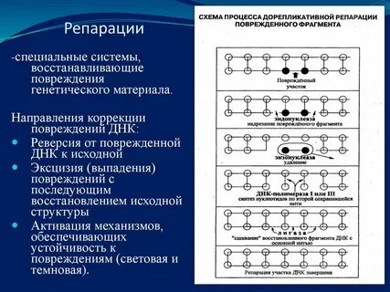 Дорепликативная репарация