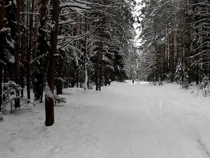 В кировском лесу