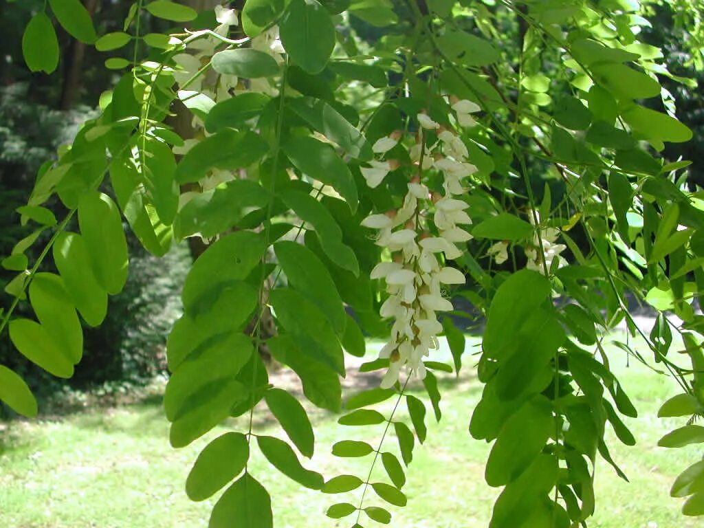 Сумах оленерогий ствол. Айлантус алтиссима. Дальневосточный маньчжурский орех. Как называется дерево похожее. Айлант высочайший китайский ясень.