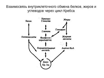 Связь обмена углеводов липидов и белков