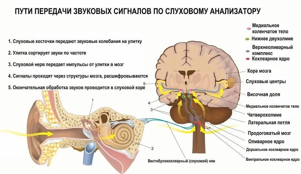 Передача нерв. Слуховой нерв отделу слухового анализатора. отдел слухового анализатора передающий нервные импульсы в головной. проводящий путь слухового анализатора анатомия. слуховой нерв схема.