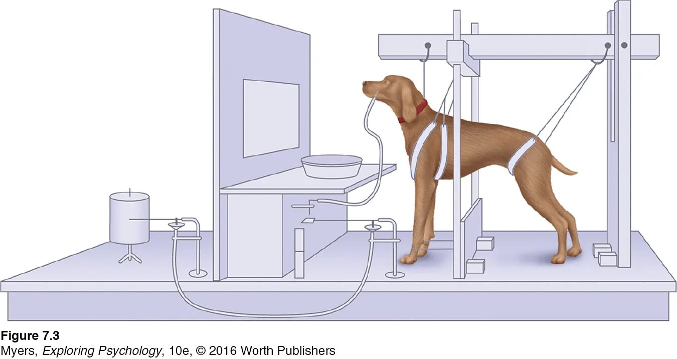 Ivan pavlov's classical conditioning. Опыт павлова с собакой. The dog experiment. Pavlovian response. Тест собака павлова.