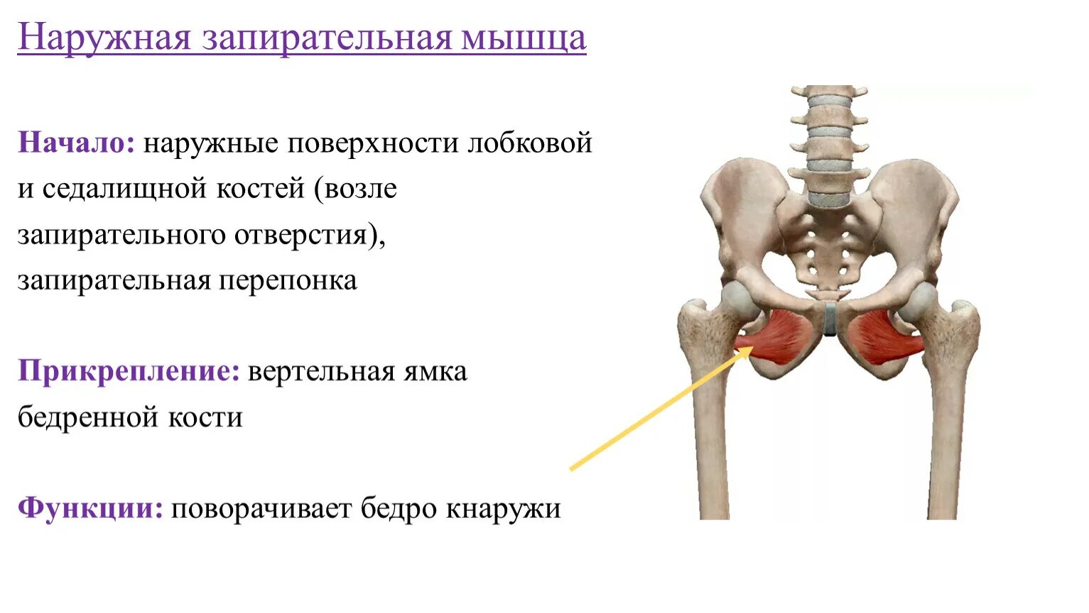 Лобковая и седалищная кости полуподвижные. Наружная запирательная мышца бедра анатомия. Внутренняя и наружная запирательные мышцы. Наружная запирательная мышца таза функции. Внутренняя запирательная мышца таза анатомия.