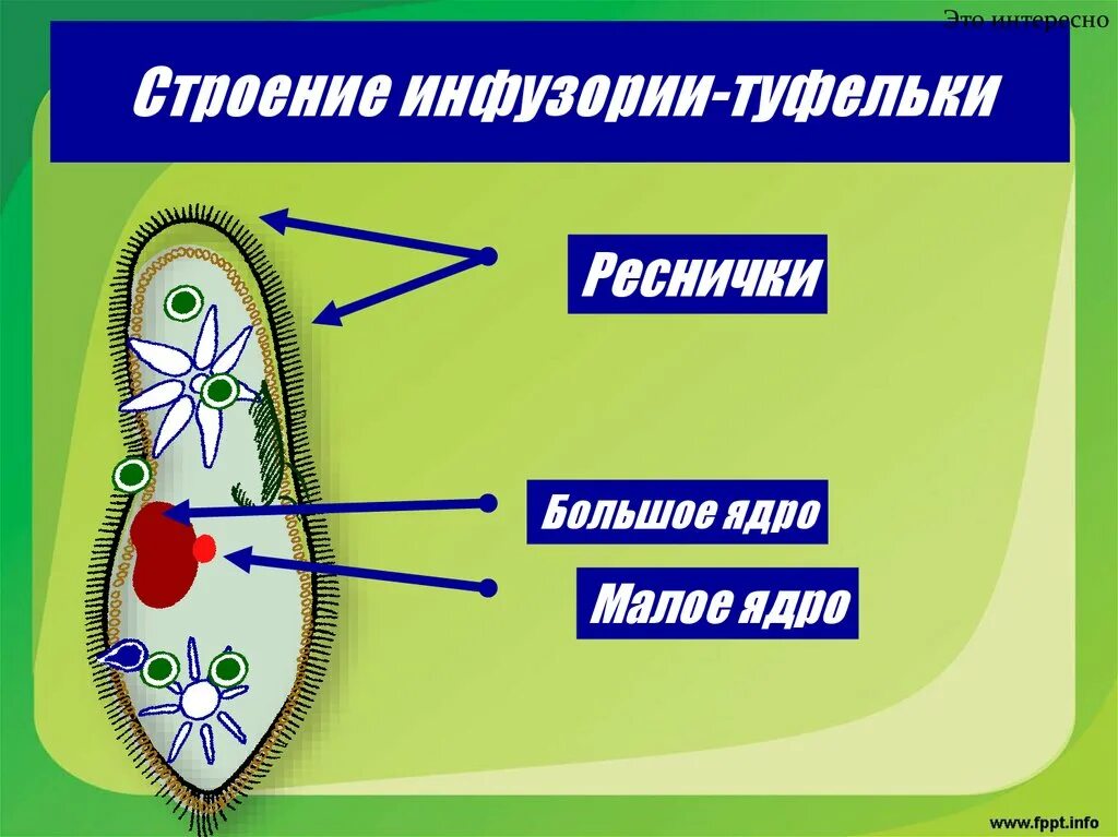 Тип и способ движения инфузории 8 класс. Органоиды инфузория туфелька. реснички инфузории. инфузория туфелька движение. вегетативное и генеративное ядро инфузории.