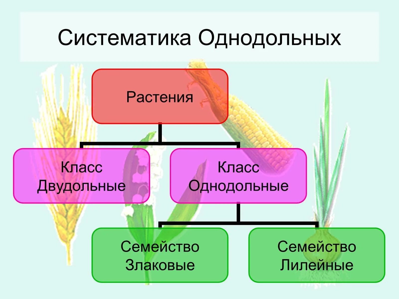 Систематика цветковых растений однодольных. Систематика однодольных растений. Класс Однодольные систематика. Класс Однодольные растения. Спаржа однодольное или двудольное растение