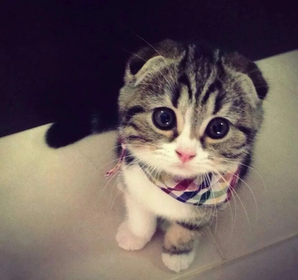 Round Adorable Face with Shiny black Eyes like Pearls - Imgur Котята, Товары для