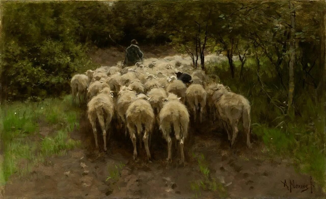 Чабан пастух овец. Поле с овцами. Овчар пастух. Под стадо. Пастбище закат.