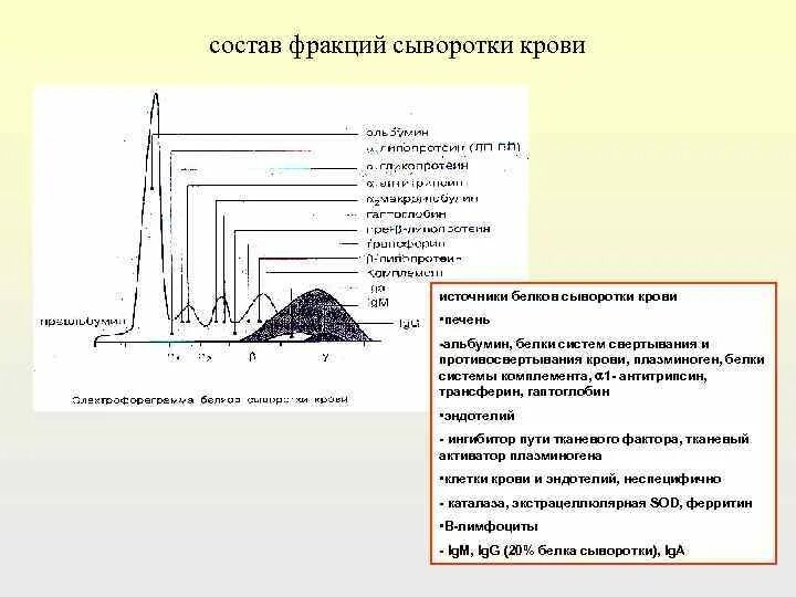 Диагностическое значение общего белка. Белковые фракции сыворотки крови. Определение белковых фракций. Белковые фракции Сыроватка. Методы определения белковых фракций в сыворотке крови.