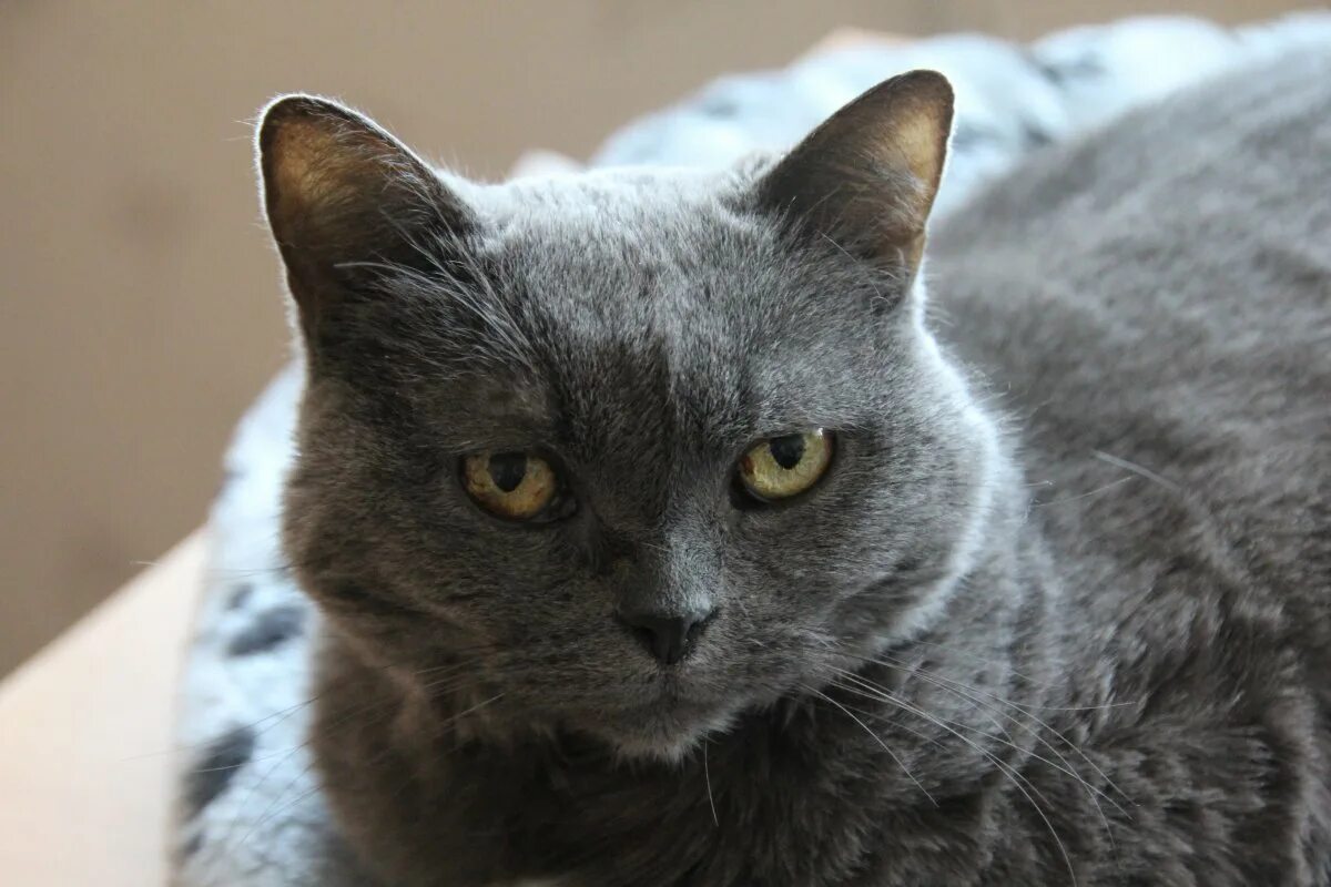 Какие серые коты