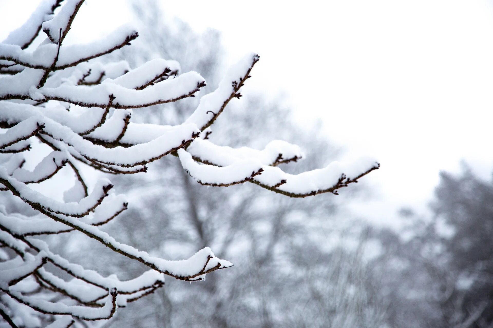 Заснеженная ветка. Зимняя ветка дерева. Иней на ветках деревьев. Зимние деревья. Иней на ветках деревьев.