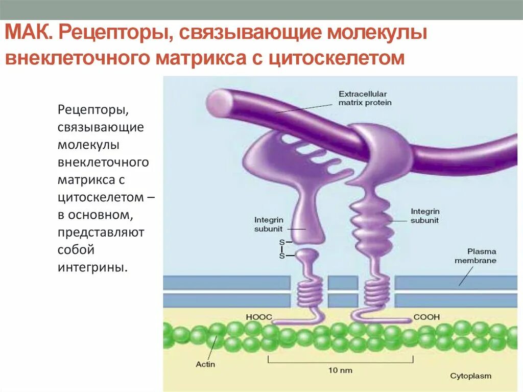 Трансмембранный домен. Мембрана клетки мишени. Молекулы рецепторы. Строение мембранного рецептора. Фосфолипаза а2 а1 с д.