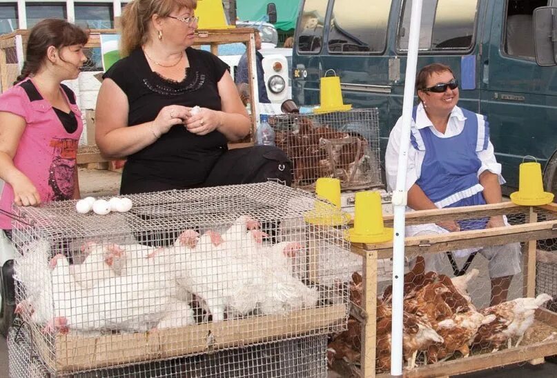 Где купить живой курицу. Птичий рынок куры. Птичий рынок куры несушки.