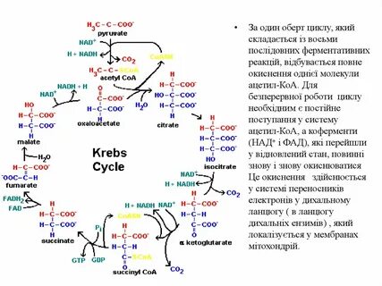 Цикл кребса это