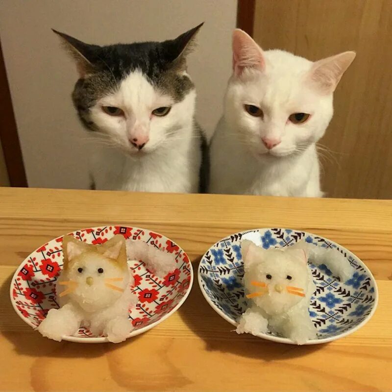 Что любят есть коты