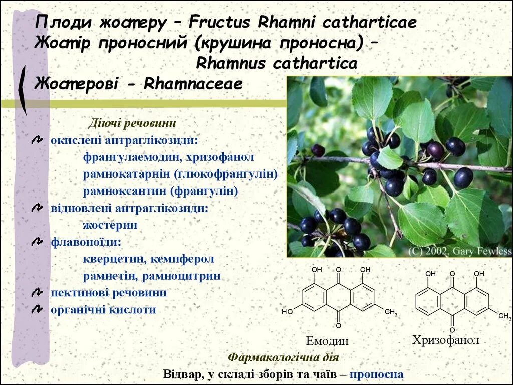 Жостер слабительный формула. Плоды жостера. Антраглікозиди.