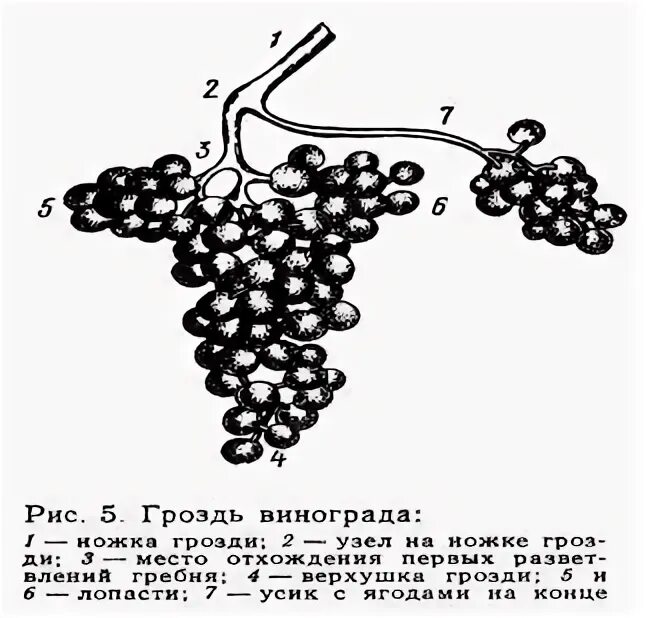 Гребни виноградных гроздей. Строение винограда. Структура винограда. Сырье для производства винограда.