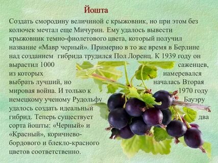 Пользы йошты