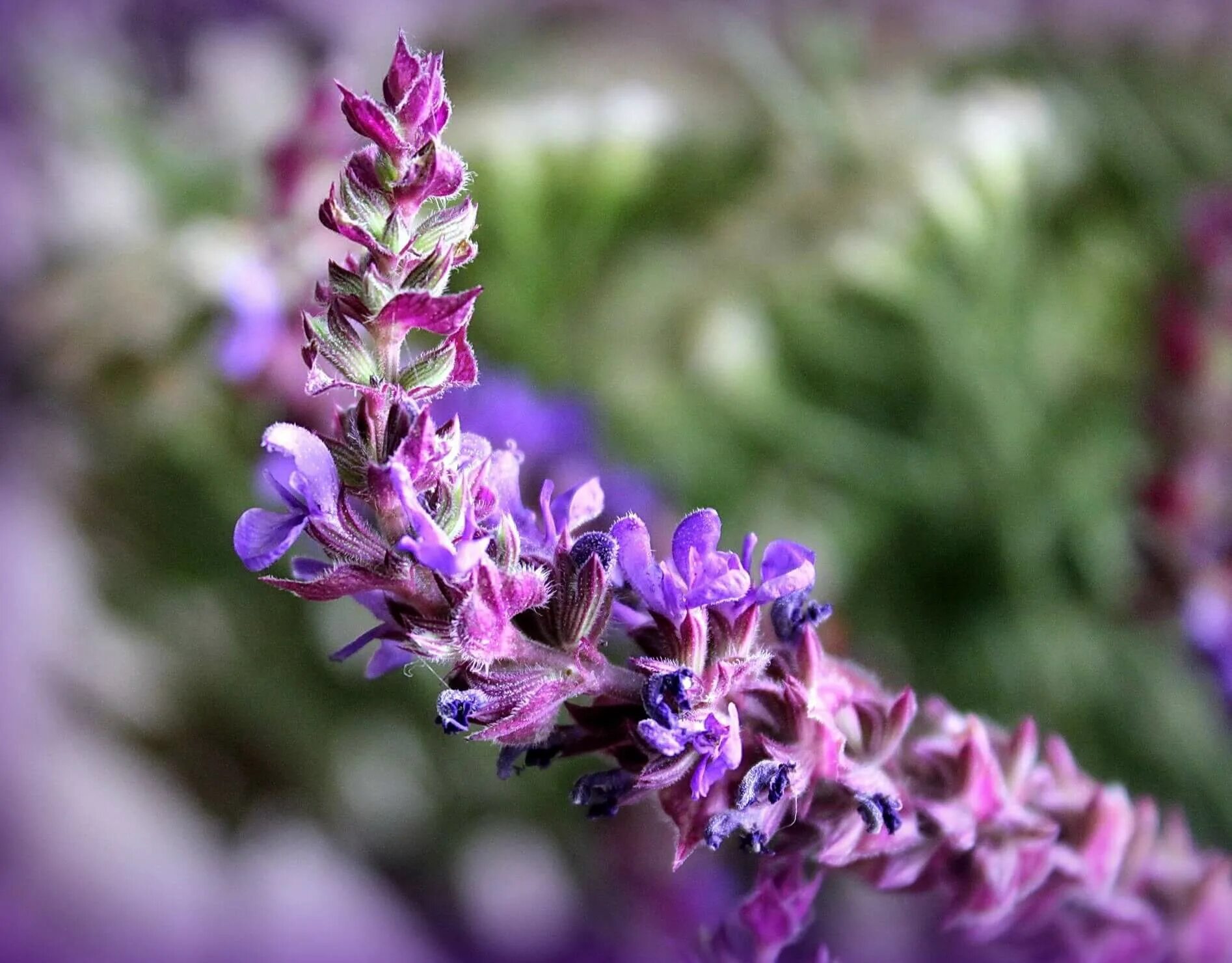 шалфей луговой медонос. багрова л. я познаю мир.