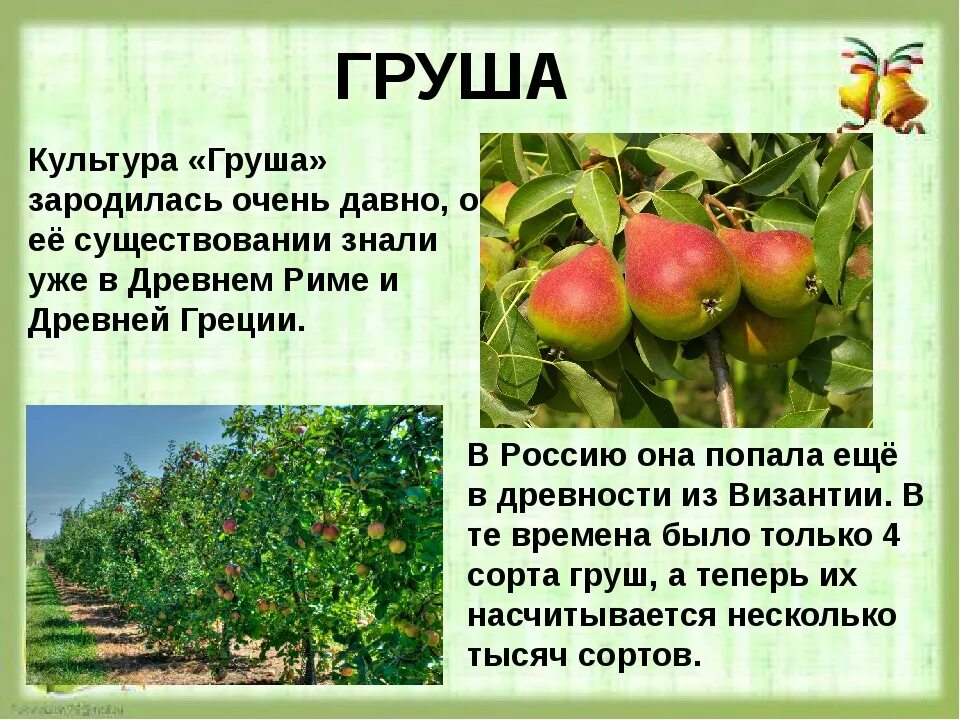 Груша какое культурное растение