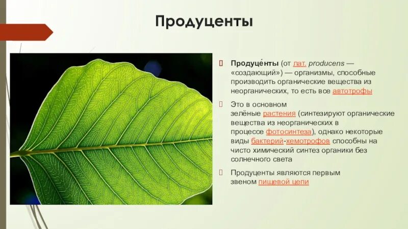 Создавать органические вещества из неорганических могут. Как продуценты производят органическое вещество. Трофическая структура биогеоценоза это. Зеленые растения синтезируют:. Продуценты.