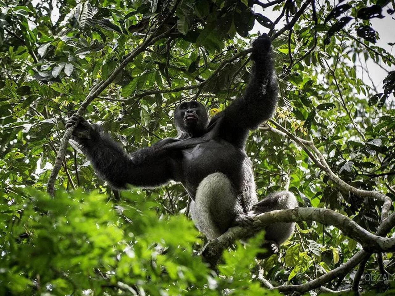 Обитание обезьян. Джунгли Африки шимпанзе. Горилла на дереве. Обезьяна на ветке. Обезьяна на дереве.